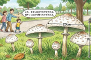 大阪の公園に毒キノコ「オオシロカラカサタケ」が大量発生 原因は梅雨時期の降雨量か