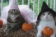 【ねこ画像】ハロウィンとねこ【再】
