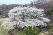 韓国人「ソメイヨシノの故郷は漢拏山、突然の改名に傷ついた自負心」　韓国の反応