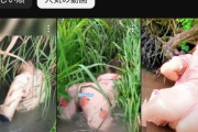 【動画あり】ベトナムの農村の女性、川で何かを採ってる動画を投稿するだけで大金を稼いでしまうｗｗｗｗｗｗｗｗｗｗｗ