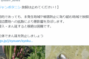 農林水産省、ジャンボタニシ農法に激怒表明