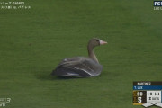 ドジャースタジアムに鳥さん来襲