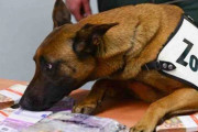 独フランクフルト空港の探知犬、数日で未申告の現金3000万円以上発見