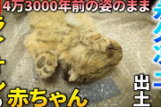 永久凍土から赤ちゃん発見