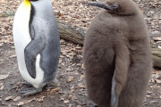 【朗報】ぺンギンさん、かわいい