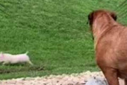 イヌの前を子ブタが走っていた。その様子を犬が見ている → こうなります…