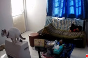 猫はただ飛んだだけ。だがそれが引き金となってしまったリビングの惨事
