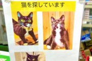 ユーチューバー「猫が行方不明になってしまいました！」 → 次の日、衝撃の事実が判明し炎上