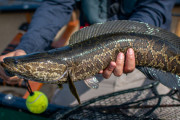 ヘビのような頭を持ち陸地を這いまわる外来種、ノーザンスネークヘッドがアメリカで再発見