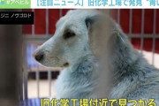 【ロシア】旧化学工場で全身が真っ青になった犬、見つかる