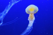 【画像多数】水族館で最も楽しいコーナー、遂に決まる。「先に書くな」「全会一致やね」