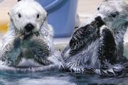 【画像】鳥羽水族館のラッコライブカメラ、日本人がクレームを入れまくるのでモザイク処理をしてしまう