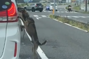 【動画】ガリガリにやせ細った犬が通りかかった車に助けを求める…