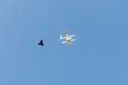 【動画】カラスVS配達ドローン