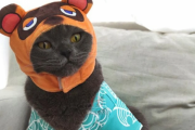 あつまれどうぶつの森 愛猫をたぬきちにする猫用コスプレセットが販売