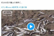 【日本海】富山県の海岸に「カマス2000匹」が打ち上げられる…地元住民「こんなの初めて見た」
