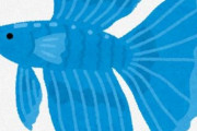 人に懐いてくれる観賞魚『ベタ』の魅力　アクアリウム入門にオススメ