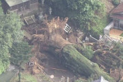 【悲報】高さ40mの御神木が倒れるｗｗｗｗｗｗｗｗｗ