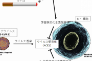 タバコ煙の成分に新型コロナの感染抑える効果？広島大学の教授らが研究