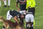 ボール遊びか？任せろ！サッカーの試合中に犬が乱入、ボールにじゃれつき会場に笑顔を誘う