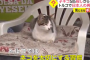【トルコ】無職３０代日本人が子猫５匹を食べ罰金刑の後に国外退去処分「日本ではネコを食べる習慣がある」と主張…トルコ人の間で衝撃が広がる