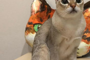 【画像】とても可愛い猫ちゃん、見つけました！