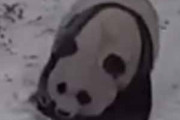イヌや子供は雪が大好き。ずさささ～♪ → パンダもそのようです…