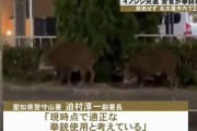 警察官が大声で「撃つぞ」、拳銃向けられ？イノシシ退散…名古屋守山区！