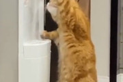 猫「のど渇いたからお水飲もうっと」ネット「なんて賢いんだ・・・」