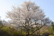 「日本の桜を抜いて、済州の王桜を植えよう」運動始まる＝韓国の反応