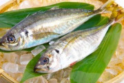 アジとかいう美味い、安い、釣りやすい、調理法が多彩と4拍子揃った魚の王