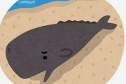 【生物】スリランカで過去最多の浜辺にクジラ100頭漂着、　タスマニア島でも、オーストラリアで過去最多となる約470頭のクジラが漂着