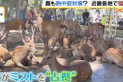 「ズルすぎる…」 奈良のシカが涼を求めてミストを占拠