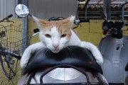 猫ってバイクに乗せて運んでも平気？