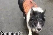 【動画】この犬すごい。水たまりに捨てられた小さな指輪を一瞬で見つけ出す犬。