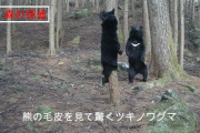 【速報】クマさん、今日はイオンにおでかけｗｗｗｗｗｗｗｗｗｗ