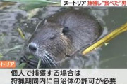 【愛知】特定外来生物の「ヌートリア」を無許可で捕獲し“食べた”ベトナム人を逮捕　動画サイトに投稿