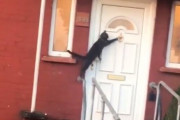 ドアをノックする猫が発見されるｗｗｗ