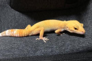 レオパードゲッコー飼ってる人いる？？？？？？？？？？