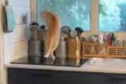 うちのネコが台所にいた。窓に虫でもいるのかな？ → こうなっちゃう…