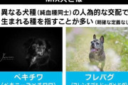 人間の都合で生み出される“ミックス犬”に賛否の声…安易な交配はリスク大？「全身ハイブランドのワンちゃん」に違和感も