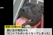 【悲報】ピットブルさん、また脱走…