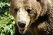 【北海道】山菜採り中クマに襲われ８０代男性重傷