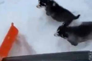 【子イヌ】 私が雪かきをしていた。周りで子犬たちが遊んでいる。邪魔しちゃダメよ！ → 母犬はこうします…