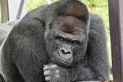 ゴリラ「えっ、ワイ乱獲して灰皿作るんですか！？」