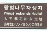 【韓国】北海道大教授、1912年東京がワシントンに寄贈した桜は「済州産」…王桜生態外交で世界平和を