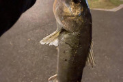 シーバス釣れたよぉ?