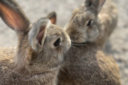 広島県『ウサギ島』ウサギ大量死の犯人捕まる。写真家夫婦が執念で逮捕