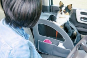 犬を助手席に乗せてる車奴ｗｗｗｗｗｗｗｗｗｗ