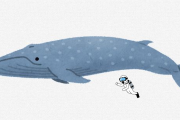シロナガスクジラという地球史上最大の生物と同じ時代を生きていることについて